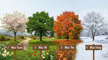 Trắc nghiệm: Chọn 1 cái cây tượng trưng cho mùa mà bạn thích nhất