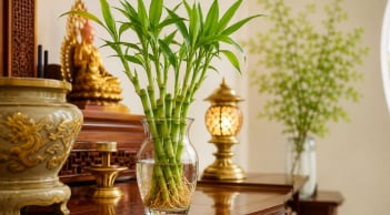 Cách trồng cây phát tài thủy sinh để ban thờ xanh quanh năm, không vàng úa