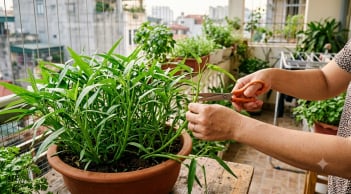 Chỉ cần 1 nhánh rau muống, sau 10 ngày kín cả chậu, hái ăn liên tục không xuể