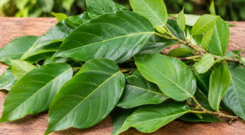 Lá sung có thực sự tốt cho làn da?