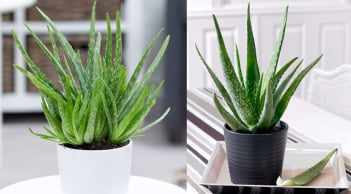 Mẹo trồng nha đam (lô hội) trong đất và thủy sinh, cho lá to, mập