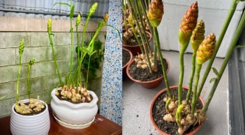 Cách trồng gừng phong thủy, sớm nở hoa, hút tài lộc ầm ầm