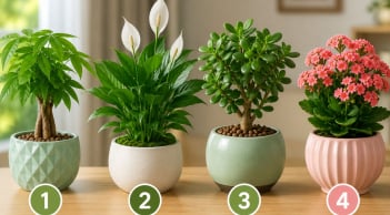 Chọn 1 chậu cây cảnh bạn ấn tượng nhất để xem tháng 7 âm lịch tới sẽ có biến động gì không?