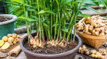 6 mẹo trồng gừng trong chậu giúp đẻ nhiều nhánh, củ to, vừa làm cây cảnh đẹp vừa để ăn
