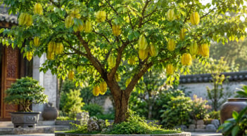 Cách trồng cây khế phong thủy: Đặt đúng chỗ, chăm đúng cách để tránh trồng rồi phải bỏ