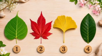 Chọn 1 chiếc lá bạn thích nhất để khám phá vận khí sắp tới của bạn