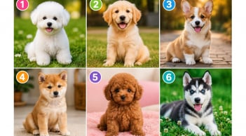 Chọn 1 chú cún bạn yêu thích nhất: Tiết lộ ấn tượng đầu tiên người khác thường có về bạn