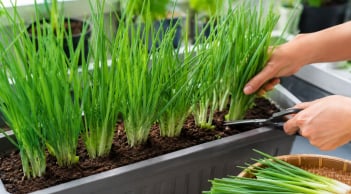 Cách trồng hành hoa (hành lá) trong chậu để đẻ nhiều nhánh, trồng 1 lần thu hái gần như quanh năm