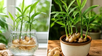 Trồng gừng cảnh nên trồng thủy sinh hay trồng trong đất?