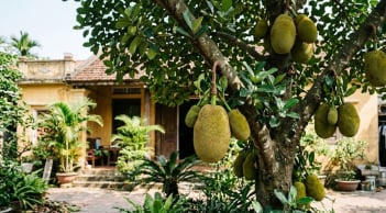 Vì sao nên trồng một cây mít trong sân nhà: Có 4 lợi ích đặc biệt