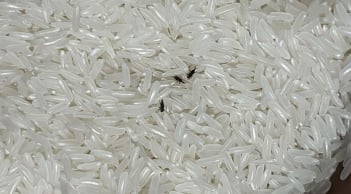 4 mẹo đuổi sạch mọt trong gạo: Làm một lần, mọt không bao giờ xuất hiện lại