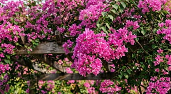 5 loại phân bón giúp hoa giấy nở nhiều, nở rộ quanh năm