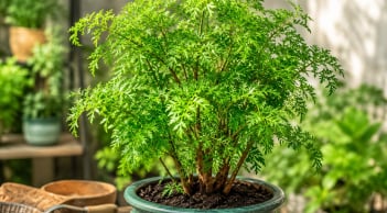 Cách trồng đinh lăng trong chậu để cây xanh tốt quanh năm không sợ vàng lá