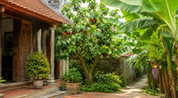 Người xưa dặn: 2 cây trồng trước cửa dễ cản tài lộc, chuyển ra sau nhà lại giúp giữ của cải giàu sang