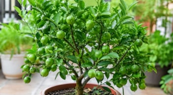 Nhiều người thích trồng cây chanh vì quá nhiều lợi ích, mách mẹo hay để chanh trồng chậu cũng xanh tốt, nhiều quả