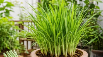 Cách trồng sả trong chậu nhanh thành bụi, dùng quanh năm