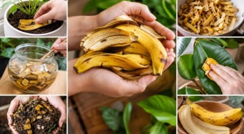 Vỏ chuối đừng vội bỏ, 6 cách tận dụng đơn giản mang lại nhiều công dụng
