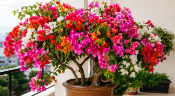 Cách trồng cây hoa giấy trong chậu sum suê hoa quanh năm, cây trông khô cằn nhưng hoa trĩu cành