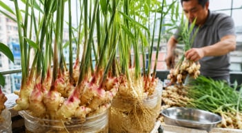 Mẹo trồng gừng không cần tưới vẫn ra mầm tua tủa