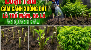 Loại rau cắm cành xuống đất là trổ mầm, ra lá ăn quanh năm