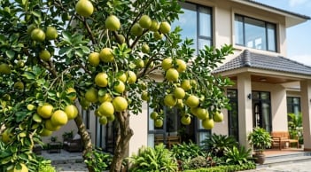 Tại sao nhà giàu thích trồng cây bưởi trước nhà?