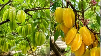 Trồng cây khế phong thủy nên chọn khế chua hay khế ngọt để gia đình thêm may mắn?