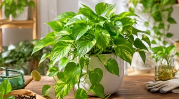 Cách trồng cây trầu bà phong thủy tại nhà: Vì sao nhiều người thích đến vậy?