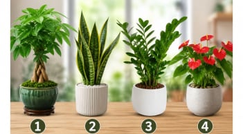 Chọn 1 chậu cây cảnh để xem con đường làm giàu của bạn đang có dấu hiệu gì, nên sửa gì?