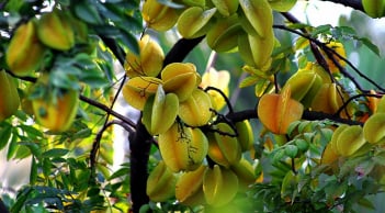 Nên trồng khế chua hay khế ngọt thì tốt cho phong thủy?