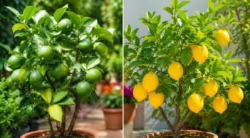 Trồng chanh trong chậu nên chọn chanh quả xanh hay chanh vàng Mỹ?