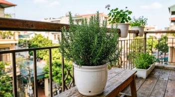Vì sao nên đặt một chậu cây hương thảo ở ban công?