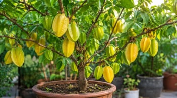 Trồng cây khế trong chậu: Mẹo hay để cây nhanh có quả,  quả chín vàng trĩu cành, không bị rụng sớm
