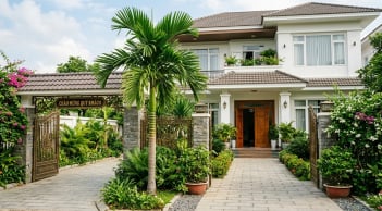 Vì sao nhiều gia đình thích trồng cây cau trước cửa? Không chỉ vì đẹp