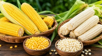 Ngô ngọt vàng và ngô nếp: Loại nào giàu dinh dưỡng hơn?