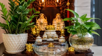 Trồng cây ở ban thờ Thần Tài: Nên trồng thủy sinh hay trồng đất để hút may mắn hơn?