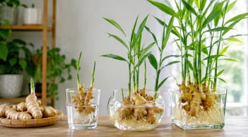 Trồng gừng thủy sinh: Đừng quên điều này để cây khỏe không sợ vàng lá, nhiều nhánh nhiều củ