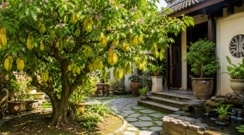 Cách chọn vị trí đặt cây khế phong thủy: Vừa làm đẹp không gian, vừa được xem là nơi hút vận may