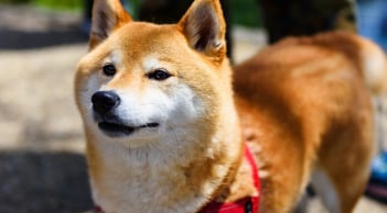Câu chuyện cảm động phía sau những chú chó trung thành nhất thế giới