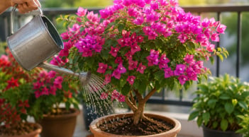 Chậu hoa giấy sợ nhất 2 thứ này, sửa ngay kẻo cây chỉ tốt lá mà chẳng chịu ra hoa