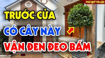 3 loại cây trồng trước nhà sát khí cao: Cây càng xanh người càng lao đao suy kiệt