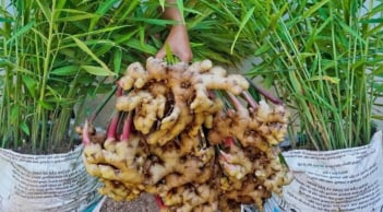Cách trồng gừng nhanh mọc mầm, củ sai rúc rích