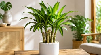 Người tuổi nào, mệnh nào thích hợp trồng cây thiết mộc lan phong thủy?