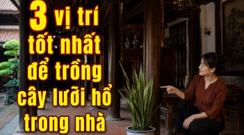 3 vị trí tốt nhất để trồng cây lưỡi hổ trong nhà