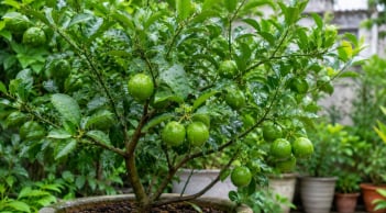 Cách trồng chanh trong chậu vẫn sai quả, lá xanh tốt quanh năm: Chỉ cần nhớ 6 bí quyết này