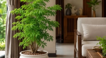 Trồng cây đinh lăng phong thủy trong chậu: Nên đặt trong nhà hay vị trí nào để vừa đẹp vừa hút tài lộc?