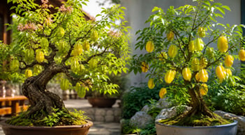 Trồng cây khế làm cảnh nên chọn khế chua hay khế ngọt?