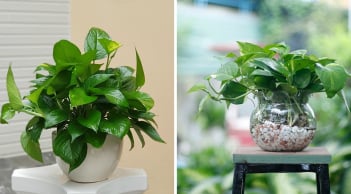 3 vị trí tốt nhất để trồng cây Trầu Bà hút lộc