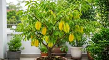 Cây khế phong thủy trồng chậu: Đặt ở vị trí này vừa đẹp nhà vừa được xem là hút tài lộc