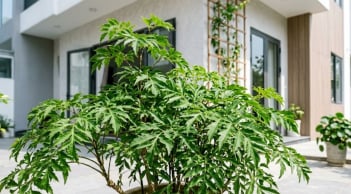Trong nhà có 3 vị trí tốt nên trồng cây đinh lăng