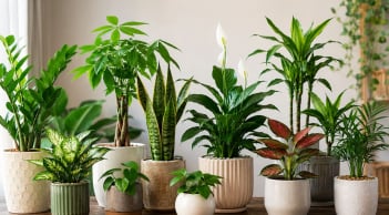 12 con giáp chú ý chọn cây cảnh phong thủy: không chỉ chọn loại cây, cần chú ý màu sắc và hình dáng chậu